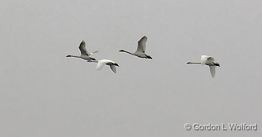 Swans In Flight_21983.jpg - Trumpeter Swan (Cygnus buccinator) photographed along the Rideau Canal Waterway at the Swale in Smiths Falls, Ontario, Canada.